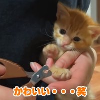 爪切りされている子猫