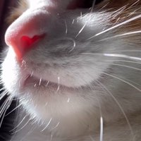 カメラから視線を外す猫