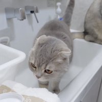 洗面台に猫が2匹いる写真2