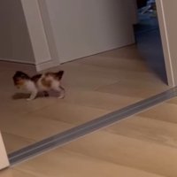 廊下の奥まで確認するつむぎちゃん