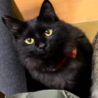 黒猫