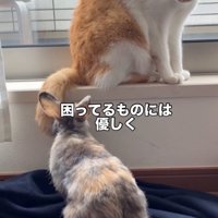 うさぎを見る猫