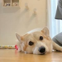 なでられる猫と犬