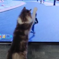 テレビ前にいる猫