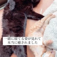一緒に寝る2匹の猫
