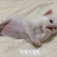 横になって毛づくろいしている子猫