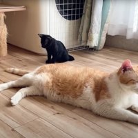 成猫のしっぽで遊んでいる子猫