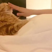 鼻を撫でてもらう猫