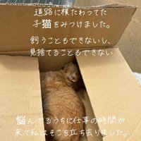 箱の中にいる子猫
