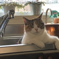 流しの縁に手をかける猫