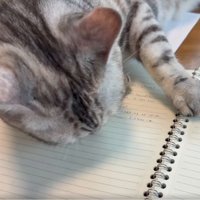 ノート上の猫