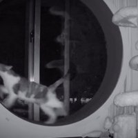 左を向いて走る猫