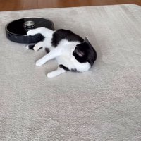 お尻付近にあるロボット掃除機を見つめる猫