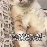 「なでなで気持ち良すぎて...」のテロップ写真1