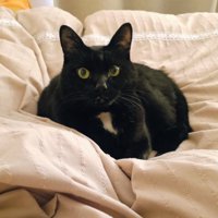 布団の上でくつろぐ黒猫