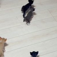 部屋から出ようとする人の方へ向かう赤ちゃん猫たち