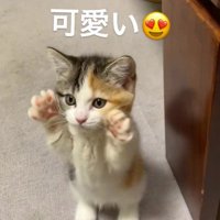 前足を顔の横に添える子猫