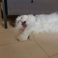 室内にいる猫