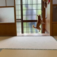 飼い主を出迎える犬
