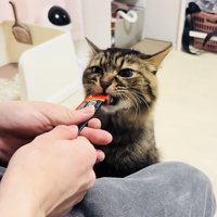 飼い主さんに猫用おやつをもらうキジトラ猫