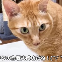 振り向く猫