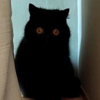 部屋の隅に座って飼い主の方を見つめている猫