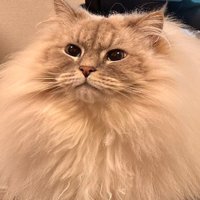 飼い主を見つめる猫