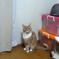 こちらを向く茶白
