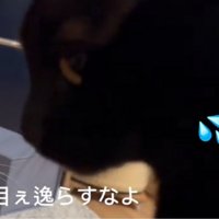目をそらす猫