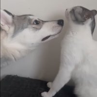 キスしようとする犬