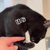 指をさされている黒猫