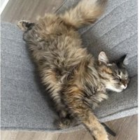 室内にいる猫