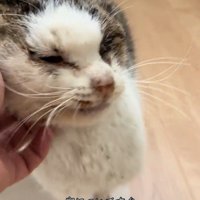 顔をなでられ目を細める猫