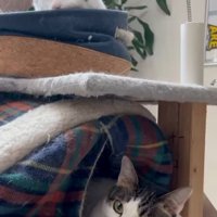 猫ベッドでくつろぐ2匹の猫