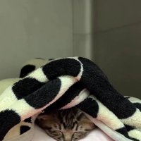 寝ている猫