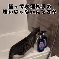 湯船の縁に立っている猫