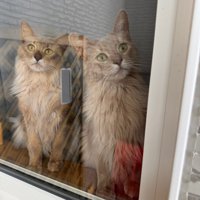 窓辺で飼い主を座って待つ2匹のソマリ