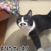 人の膝に手を置いて見上げながら鳴く猫