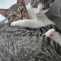 抱きしめあうキジ白猫とキジトラ猫