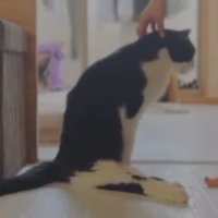 室内にいる猫