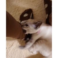甘噛みする猫