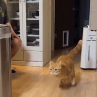 走る猫