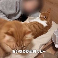 布団の上で人間に甘える猫
