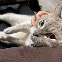 甘える猫