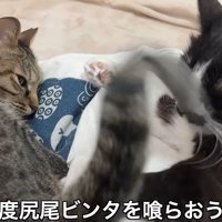 何度尻尾ビンタを