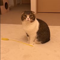 見つめる猫2
