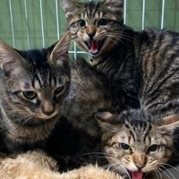 威嚇する猫たち