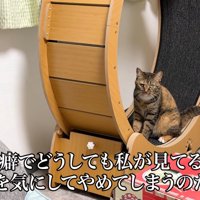 テロップ「琥麦の癖で～」