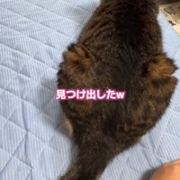 手を探す猫