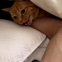 男性の腕の上に顔を乗せる猫